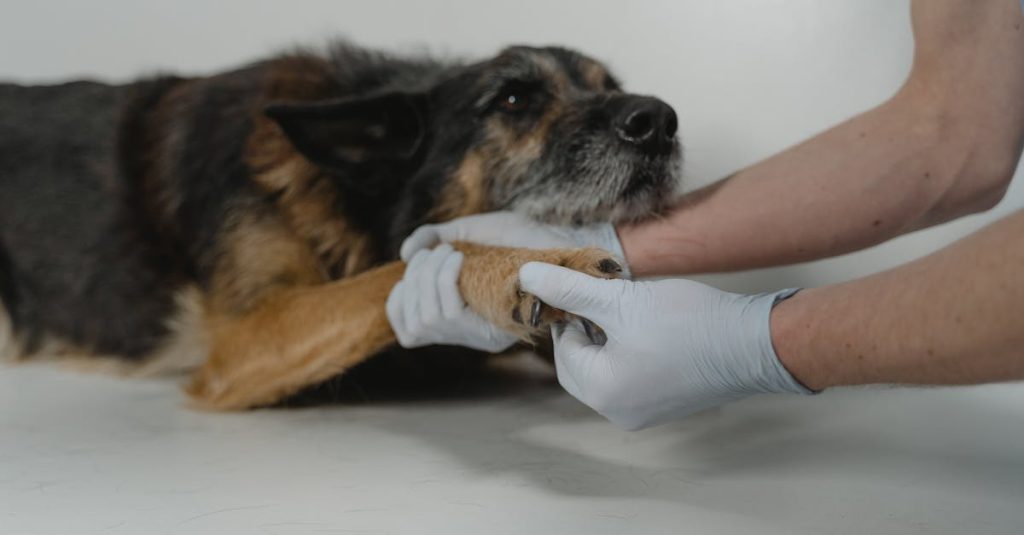 entdecken sie die bedeutung des tierschutzes für das wohlbefinden von tieren. erfahren sie, wie verschiedene initiativen und organisationen sich für bessere lebensbedingungen und schutz der tiere einsetzen. engagieren sie sich für eine tierfreundlichere welt.