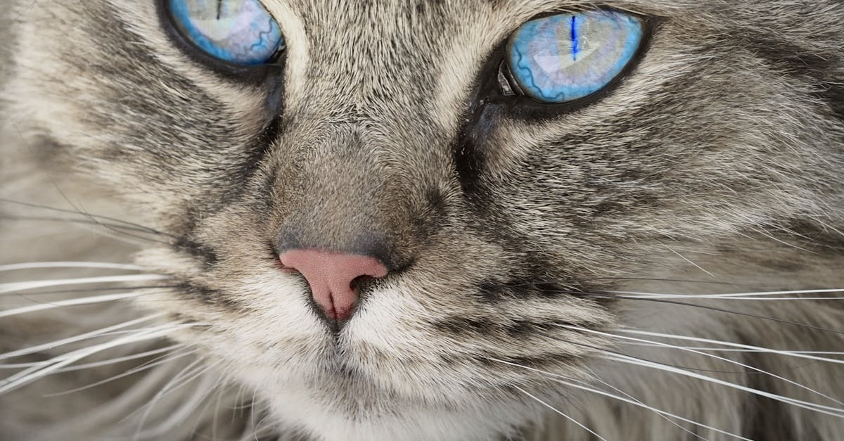 entdecken sie wichtige informationen und ressourcen zum tierschutz. erfahren sie, wie sie das wohlbefinden von tieren fördern und unterstützen können, sowie die besten praktiken für ein verantwortungsvolles zusammenleben mit unseren tierischen freunden.