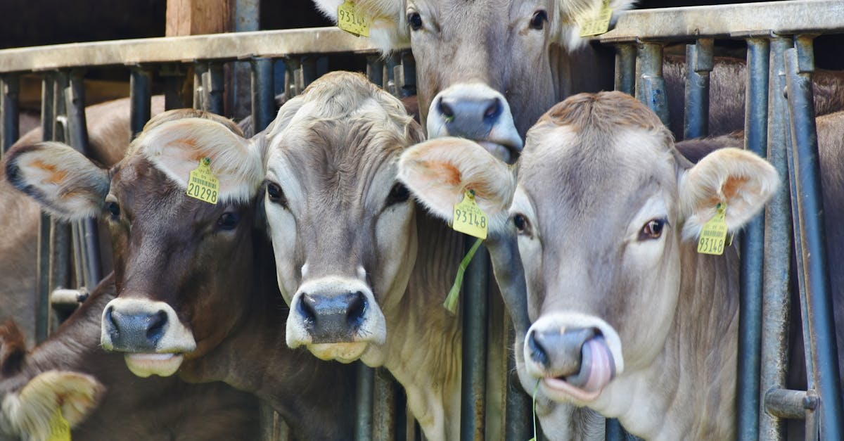 entdecken sie wichtige informationen und ressourcen zum tierschutz. erfahren sie, wie sie sich für das wohl der tiere einsetzen und ihren lebensraum verbessern können.