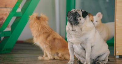 Hunde verstehen: Die wichtigsten Aspekte ihrer Haltung und Pflege
