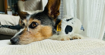 Hunde verstehen: Die besten Tipps für eine harmonische Beziehung