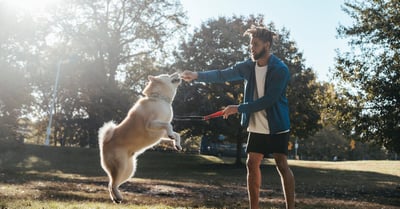 Hundeerziehung: grundlegende Prinzipien für einen erfolgreichen Umgang mit Ihrem Hund